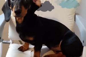 Mascotas Sin datos  Mascotas